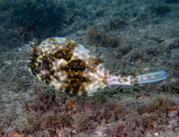 Framed Print : A Scrawled Cowfish (Acanthostracion quadricornis) in Florida, USA Framed Print : A Scrawled Cowfish (Acanthostracion quadricornis) in Florida, USA