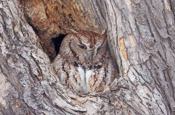 Framed Print : Screech owl standing on a tree hole trunk, Quebec, Canada Framed Print : Screech owl standing on a tree hole trunk, Quebec, Canada