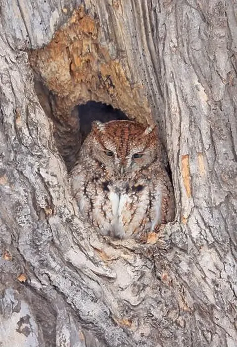 Framed Print : Screech owl standing on a tree hole trunk, Quebec, Canada Framed Print : Screech owl standing on a tree hole trunk, Quebec, Canada