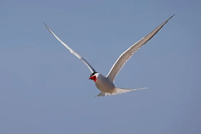 Framed Print : Screeching Arctic Arctic Tern (Sterna paradisaea) in flight Framed Print : Screeching Arctic Arctic Tern (Sterna paradisaea) in flight