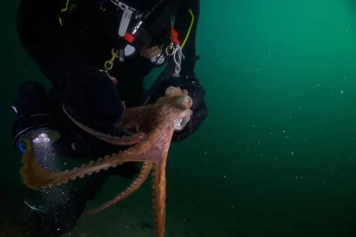 Framed Print : Scuba diver encounter with octopus Framed Print : Scuba diver encounter with octopus