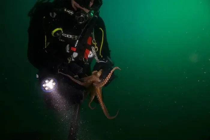 Framed Print : Scuba diver encounter with octopus Framed Print : Scuba diver encounter with octopus