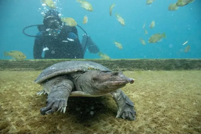 Framed Print : Scuba diver swimming underwater with Virgil the turtle, Blue Grotto, Williston, Florida, USA