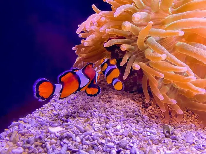Framed Print : Sea anemone and clown fish in marine aquarium Framed Print : Sea anemone and clown fish in marine aquarium