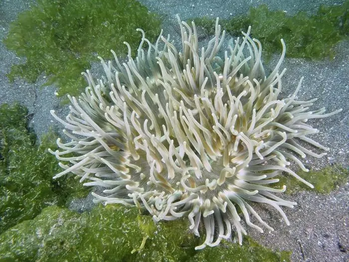 Framed Print : A sea anemone with long white tentacles