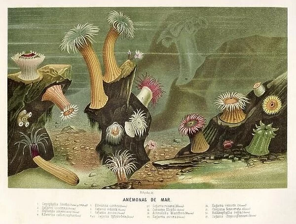 Sea anemone. Old 19th century Color lithography illustration from El Mundo Ilustrado 1880