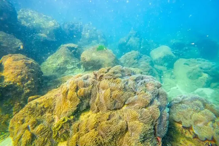 Framed Print : Sea anemone tentacles colony settlements in their natural habitat warm tropical waters on rocks corals reef Framed Print : Sea anemone tentacles colony settlements in their natural habitat warm tropical waters on rocks corals reef
