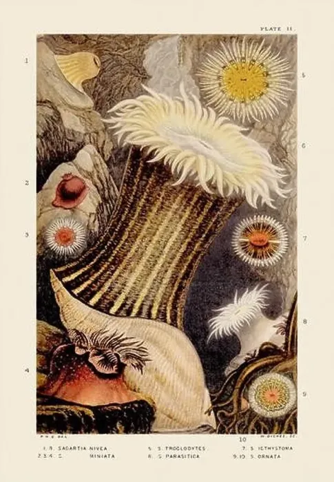 Framed Print : Sea Anemones and Corals. Vintage Zoological illustration. Circa 1860 Framed Print : Sea Anemones and Corals. Vintage Zoological illustration. Circa 1860
