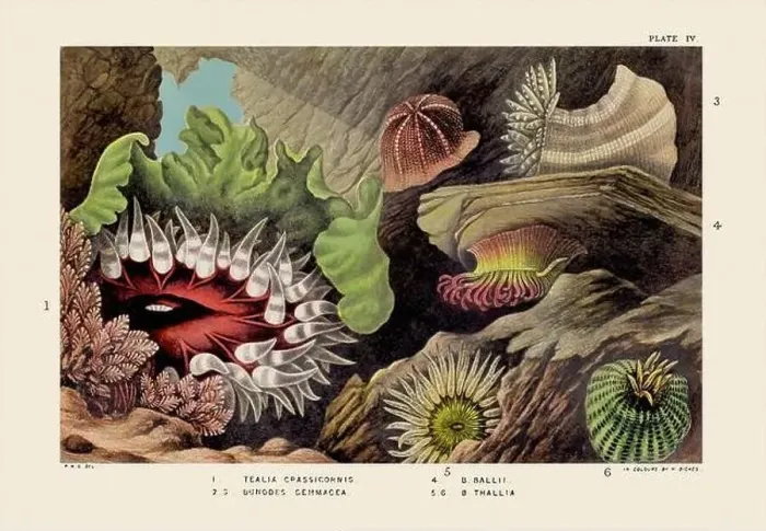 Framed Print : Sea Anemones and Corals. Vintage Zoological illustration. Circa 1860 Framed Print : Sea Anemones and Corals. Vintage Zoological illustration. Circa 1860