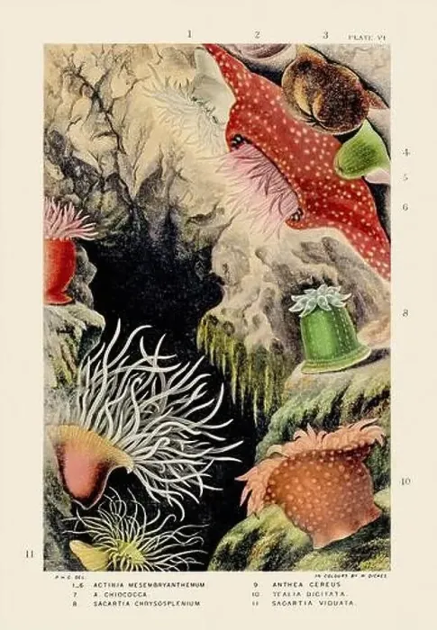 Framed Print : Sea Anemones and Corals. Vintage Zoological illustration. Circa 1860 Framed Print : Sea Anemones and Corals. Vintage Zoological illustration. Circa 1860