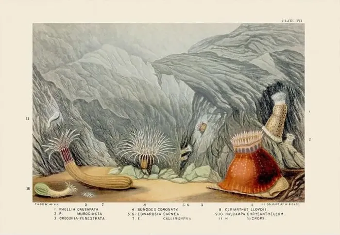 Framed Print : Sea Anemones and Corals. Vintage Zoological illustration. Circa 1860 Framed Print : Sea Anemones and Corals. Vintage Zoological illustration. Circa 1860