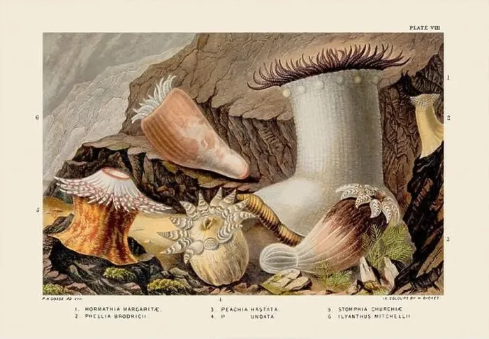 Framed Print : Sea Anemones and Corals. Vintage Zoological illustration. Circa 1860 Framed Print : Sea Anemones and Corals. Vintage Zoological illustration. Circa 1860