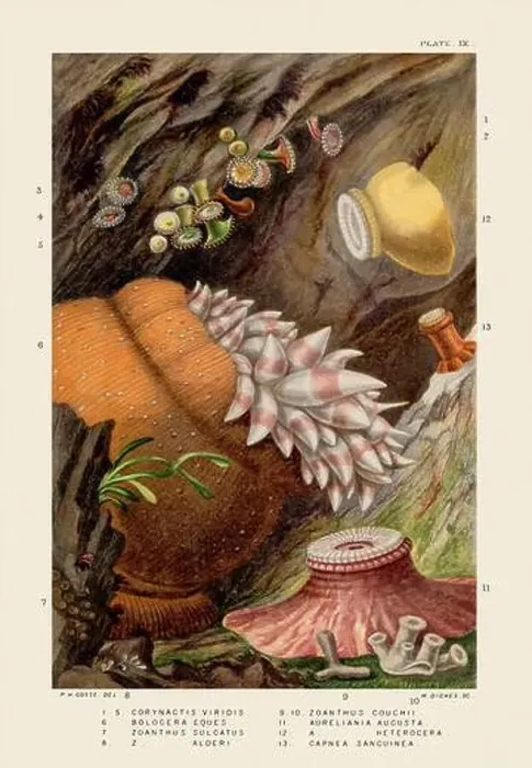 Framed Print : Sea Anemones and Corals. Vintage Zoological illustration. Circa 1860