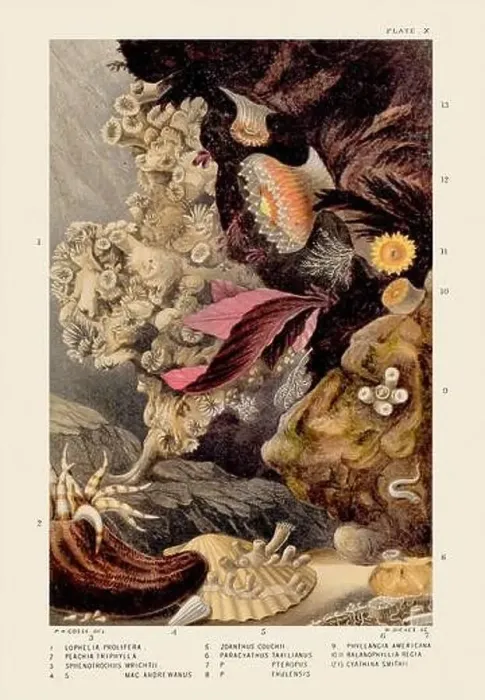 Framed Print : Sea Anemones and Corals. Vintage Zoological illustration. Circa 1860 Framed Print : Sea Anemones and Corals. Vintage Zoological illustration. Circa 1860