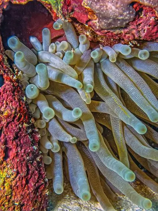 Framed Print : Sea anemones are a group of marine, predatory animals of the order Actiniaria Framed Print : Sea anemones are a group of marine, predatory animals of the order Actiniaria