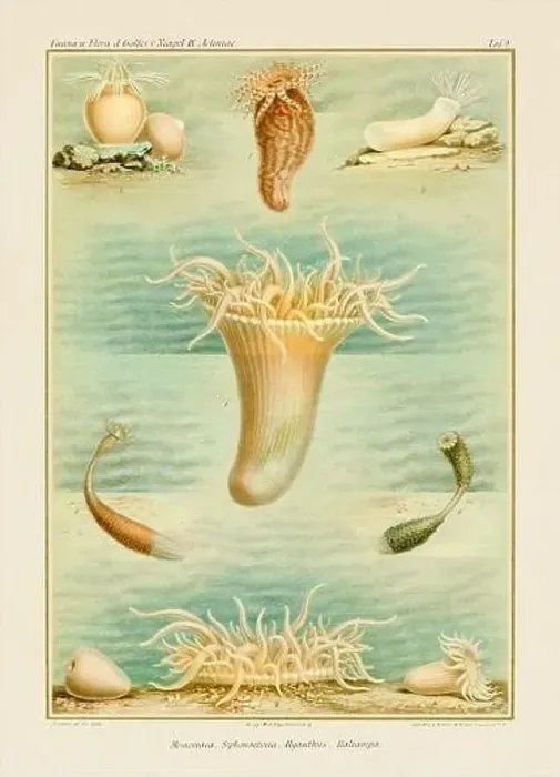 Framed Print : Sea Anemones. Vintage Zoological illustration. Circa 1884 Framed Print : Sea Anemones. Vintage Zoological illustration. Circa 1884