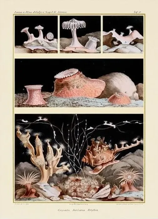 Framed Print : Sea Anemones. Vintage Zoological illustration. Circa 1884 Framed Print : Sea Anemones. Vintage Zoological illustration. Circa 1884