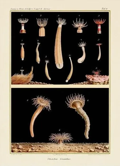Framed Print : Sea Anemones. Vintage Zoological illustration. Circa 1884 Framed Print : Sea Anemones. Vintage Zoological illustration. Circa 1884