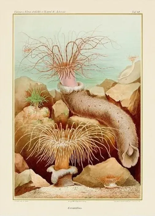 Framed Print : Sea Anemones. Vintage Zoological illustration. Circa 1884 Framed Print : Sea Anemones. Vintage Zoological illustration. Circa 1884