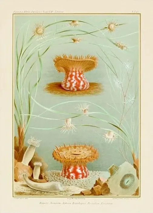 Framed Print : Sea Anemones. Vintage Zoological illustration. Circa 1884 Framed Print : Sea Anemones. Vintage Zoological illustration. Circa 1884