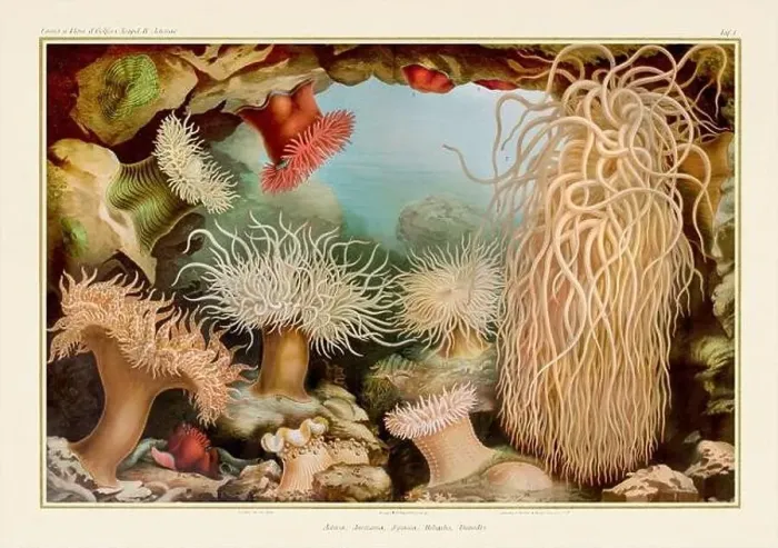 Framed Print : Sea Anemones. Vintage Zoological illustration. Circa 1884 Framed Print : Sea Anemones. Vintage Zoological illustration. Circa 1884
