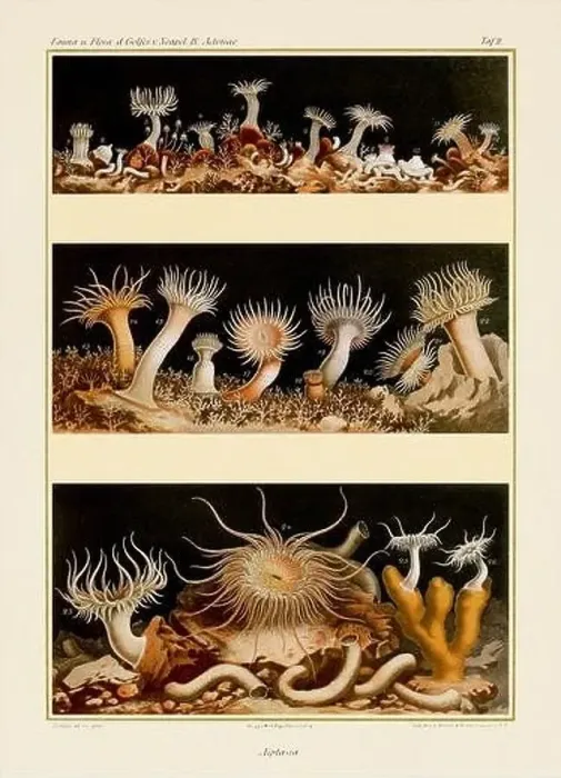 Framed Print : Sea Anemones. Vintage Zoological illustration. Circa 1884 Framed Print : Sea Anemones. Vintage Zoological illustration. Circa 1884