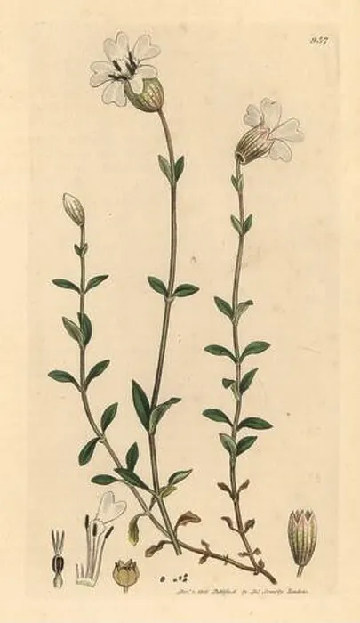 Framed Print : Sea campion, Silene maritima Framed Print : Sea campion, Silene maritima