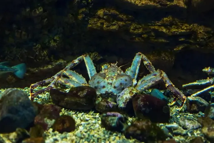 Framed Print : Sea crab in its natural habitat. Oceanarium, wildlife, colorful underwater world, natural background Framed Print : Sea crab in its natural habitat. Oceanarium, wildlife, colorful underwater world, natural background