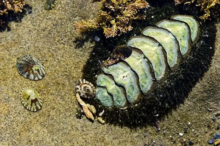 Framed Print : A sea creature in Botanical Beach tide pools in Port Renfrew, British Columbia, Canada Framed Print : A sea creature in Botanical Beach tide pools in Port Renfrew, British Columbia, Canada