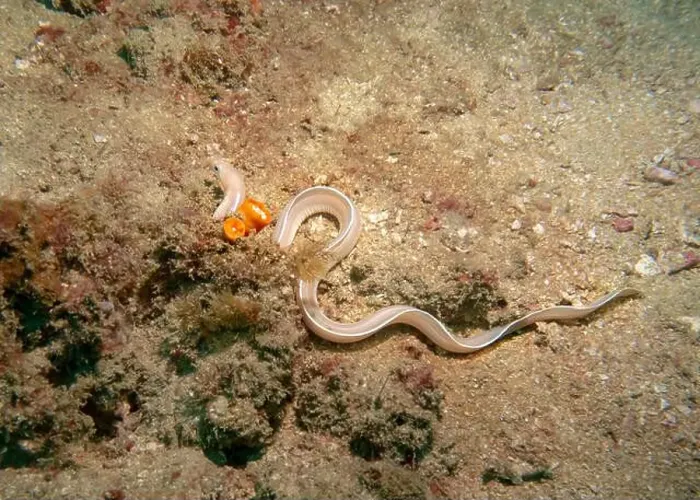 Framed Print : A sea eel mimicking a snake at the bottom of the Gulf of Oman in Fujairah, United Arab Emirates Framed Print : A sea eel mimicking a snake at the bottom of the Gulf of Oman in Fujairah, United Arab Emirates