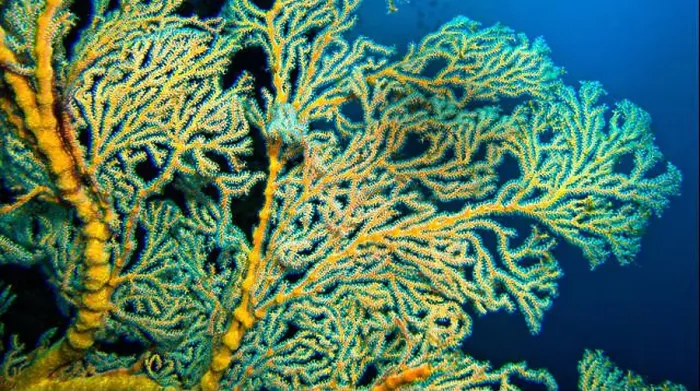 Framed Print : Sea Fan, Sea Whips, Gorgonian, Reef Building Corals, Coral Reef, Lembeh, North Sulawesi, Indonesia, Asia Framed Print : Sea Fan, Sea Whips, Gorgonian, Reef Building Corals, Coral Reef, Lembeh, North Sulawesi, Indonesia, Asia