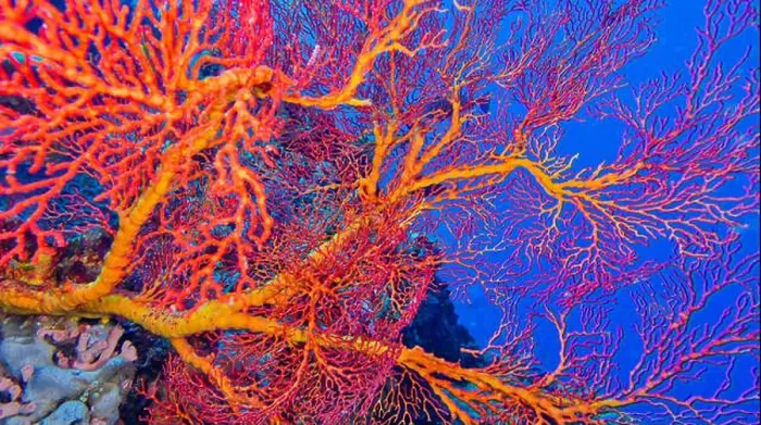 Framed Print : Sea Fan, Sea Whips, Gorgonian, Reef Building Corals Framed Print : Sea Fan, Sea Whips, Gorgonian, Reef Building Corals