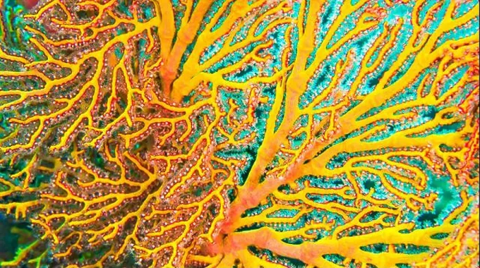Framed Print : Sea Fan, Sea Whips, Gorgonian, Reef Building Corals, Coral Reef, Lembeh, North Sulawesi, Indonesia, Asia Framed Print : Sea Fan, Sea Whips, Gorgonian, Reef Building Corals, Coral Reef, Lembeh, North Sulawesi, Indonesia, Asia