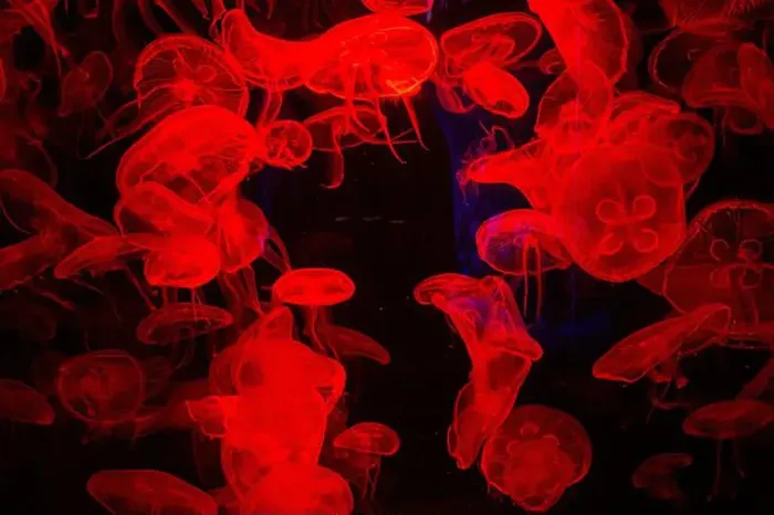 Framed Print : Sea jellyfish under the red light in the aquarium Framed Print : Sea jellyfish under the red light in the aquarium