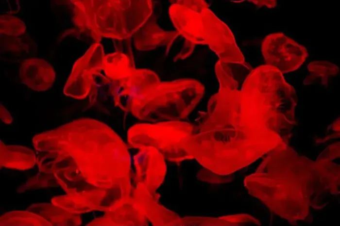 Framed Print : Sea jellyfish under the red light in the aquarium Framed Print : Sea jellyfish under the red light in the aquarium