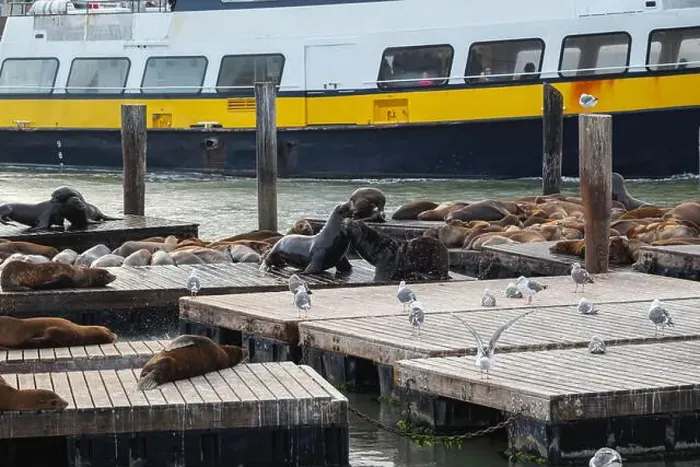 Framed Print : Sea lion colony on the pier in San Francisco, California, USA Framed Print : Sea lion colony on the pier in San Francisco, California, USA