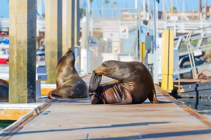 Framed Print : Sea lion grooming itself on a dock in Oceanside Framed Print : Sea lion grooming itself on a dock in Oceanside