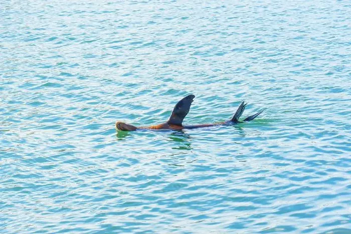 Framed Print : Sea lion swimming gracefully in the clear waters of Oceanside, showcasing its playful nature and stunning surroundings Framed Print : Sea lion swimming gracefully in the clear waters of Oceanside, showcasing its playful nature and stunning surroundings