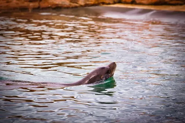 Framed Print : A sea lion swimming in a pool with rippling water and rocky edges Framed Print : A sea lion swimming in a pool with rippling water and rocky edges