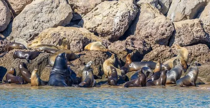 Framed Print : Sea Lions in the Channel Islands Harbor, California Framed Print : Sea Lions in the Channel Islands Harbor, California