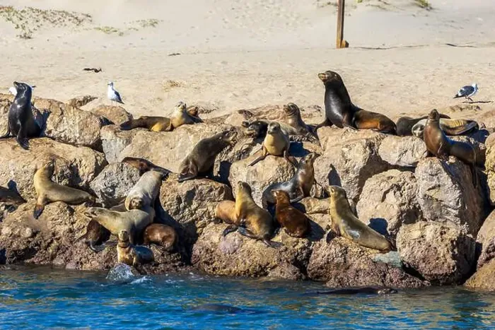 Framed Print : Sea Lions in the Channel Islands Harbor, California Framed Print : Sea Lions in the Channel Islands Harbor, California