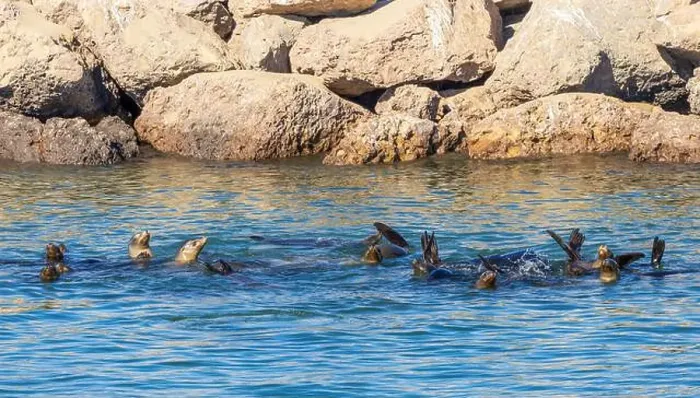 Framed Print : Sea Lions in the Channel Islands Harbor, California Framed Print : Sea Lions in the Channel Islands Harbor, California