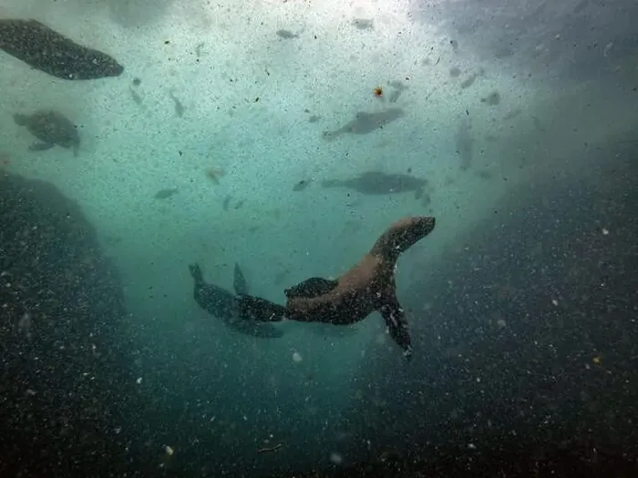 Framed Print : Sea lions during a dive in Simon's town, cape town, south africa Framed Print : Sea lions during a dive in Simon's town, cape town, south africa