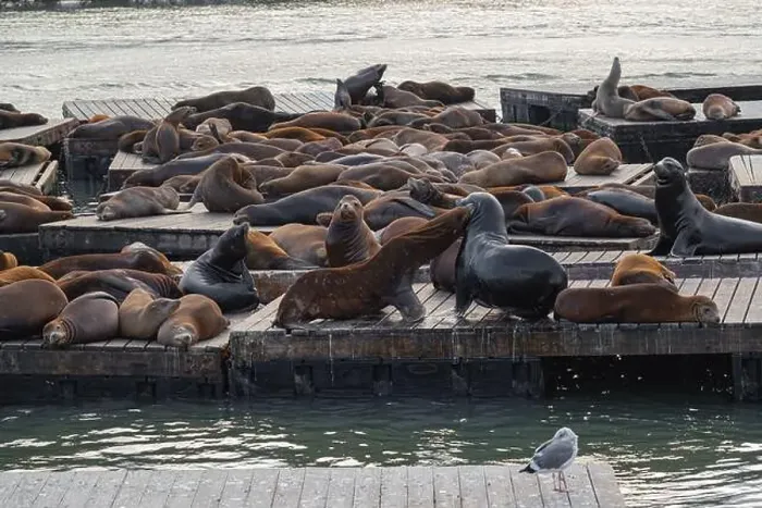 Framed Print : Two sea lions are fighting in a group of sea lions on a pier in San Francisco, California, USA Framed Print : Two sea lions are fighting in a group of sea lions on a pier in San Francisco, California, USA