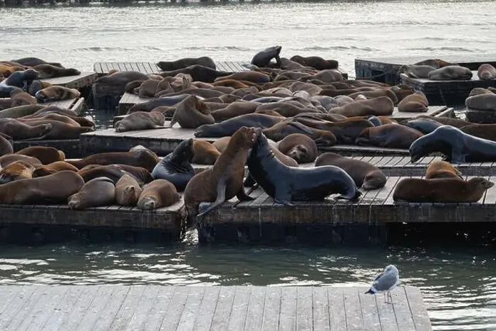 Framed Print : Sea lions fighting for position on the pier in San Francisco, California, USA Framed Print : Sea lions fighting for position on the pier in San Francisco, California, USA