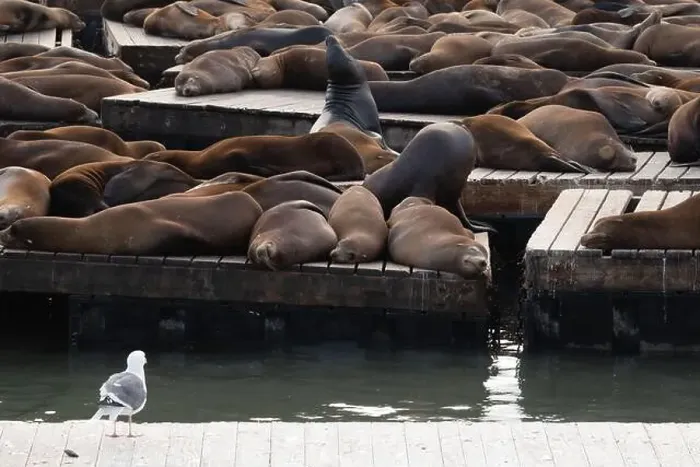 Framed Print : Sea lions napping on the San Francisco Pier, USA Framed Print : Sea lions napping on the San Francisco Pier, USA