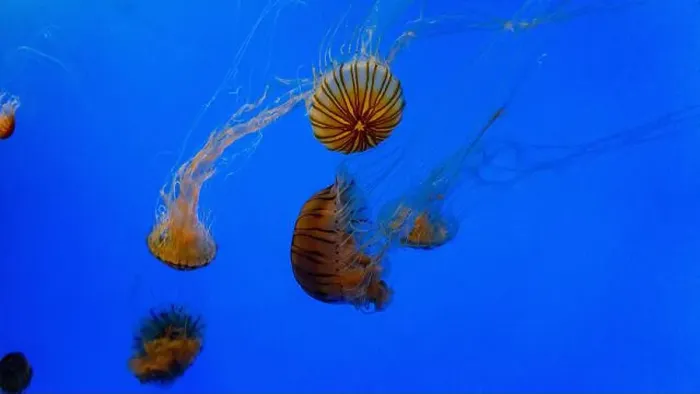 Framed Print : Sea Nettle Jellyfish in an Aquarium Framed Print : Sea Nettle Jellyfish in an Aquarium