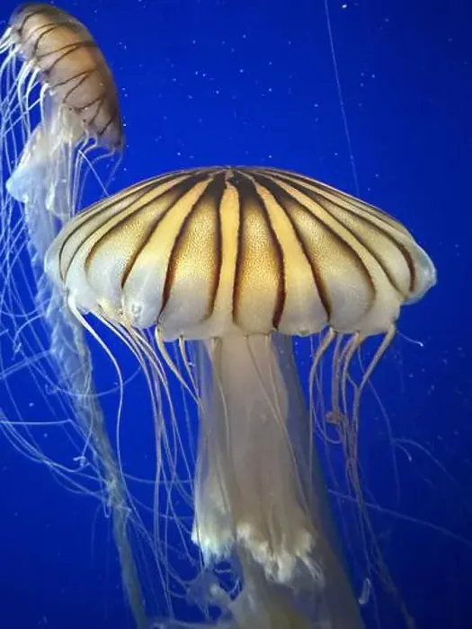 Framed Print : Sea nettles at the Georgia Aquarium Framed Print : Sea nettles at the Georgia Aquarium