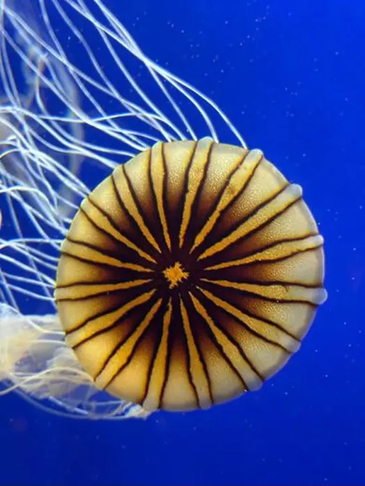 Framed Print : Sea nettles at the Georgia Aquarium Framed Print : Sea nettles at the Georgia Aquarium