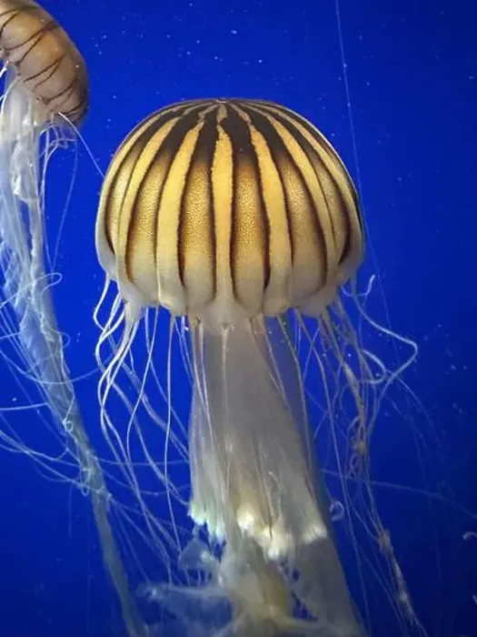 Framed Print : Sea nettles at the Georgia Aquarium Framed Print : Sea nettles at the Georgia Aquarium